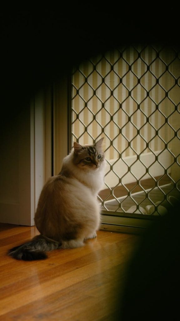gatto