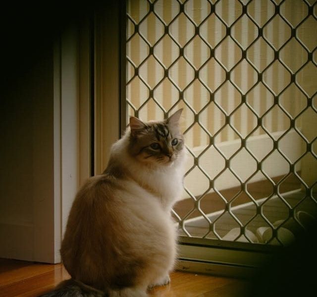 gatto
