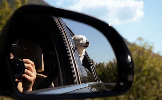 in viaggio con un cane