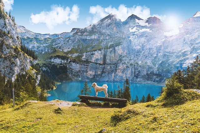 Viaggiare con Cane, Gatto e Animali Domestici